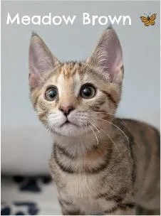 A baby small-sized female Domestic Short Hair cat named Meadow Brown for adoption in Beacon, NY