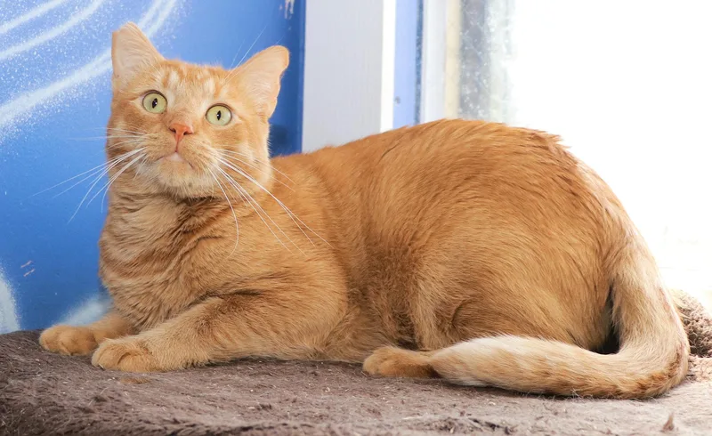An adult medium-sized male Orange / Red Domestic Short Hair cat named Dodger for adoption in Cincinnati, OH