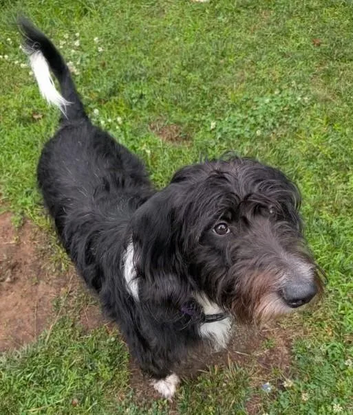 A baby small-sized male Airedale Terrier dog named Pluto for adoption in Richboro, PA