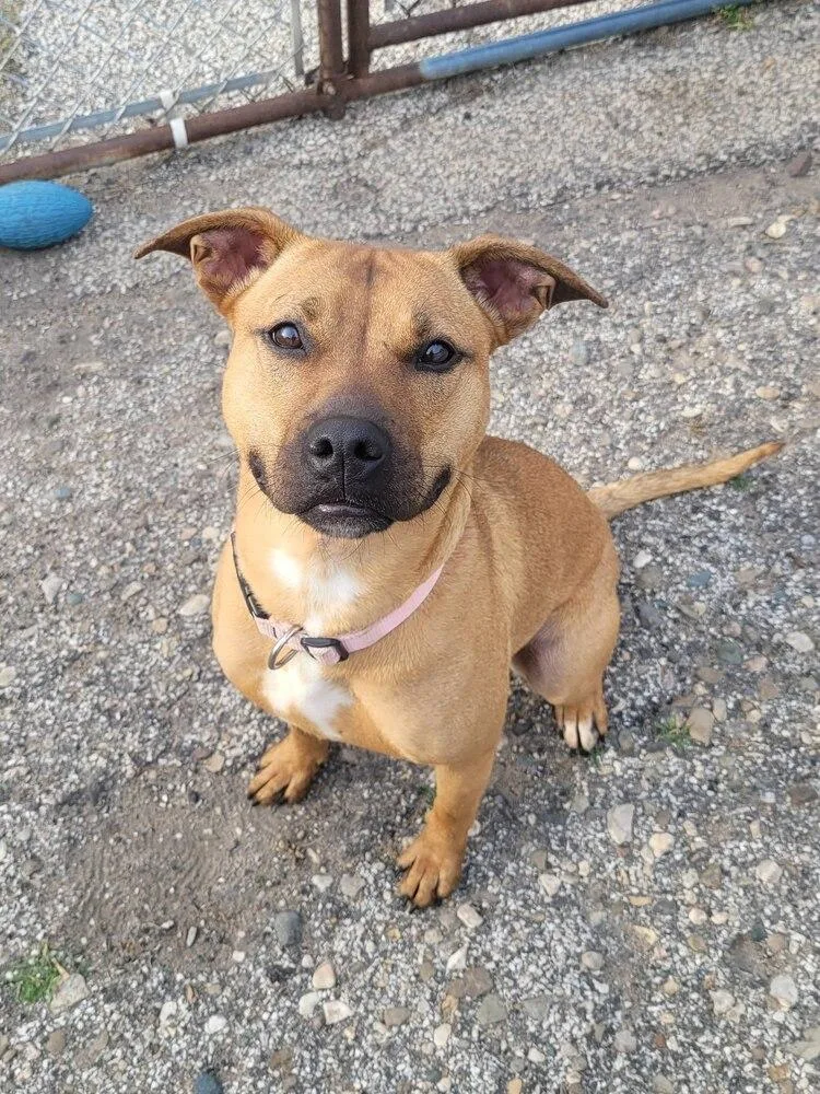 A young medium-sized female Tricolor (Brown, Black, & White) Terrier dog named Daphne for adoption in Mishawaka, IN
