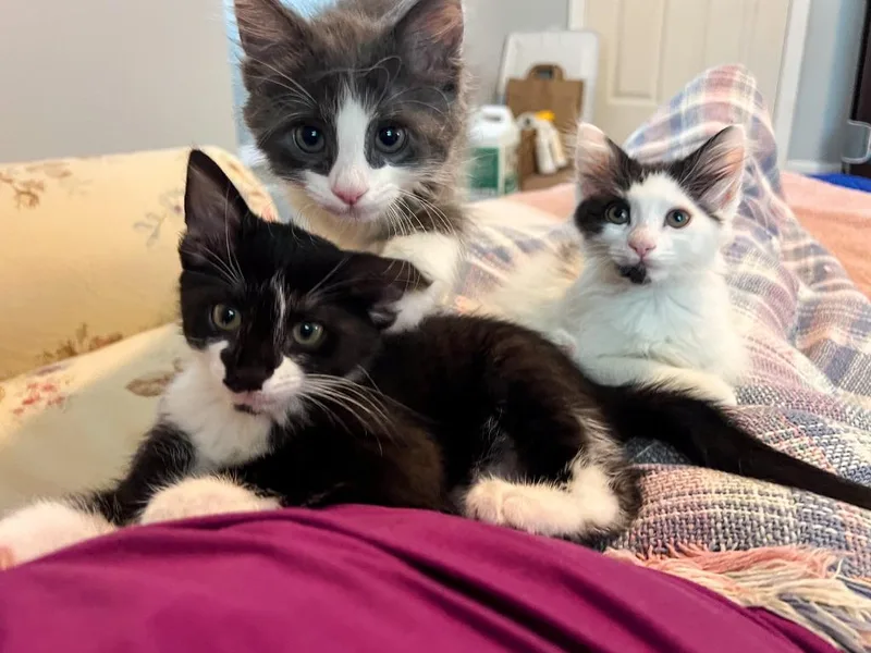 A baby small-sized female Domestic Medium Hair cat named Feyre for adoption in Hampton, VA