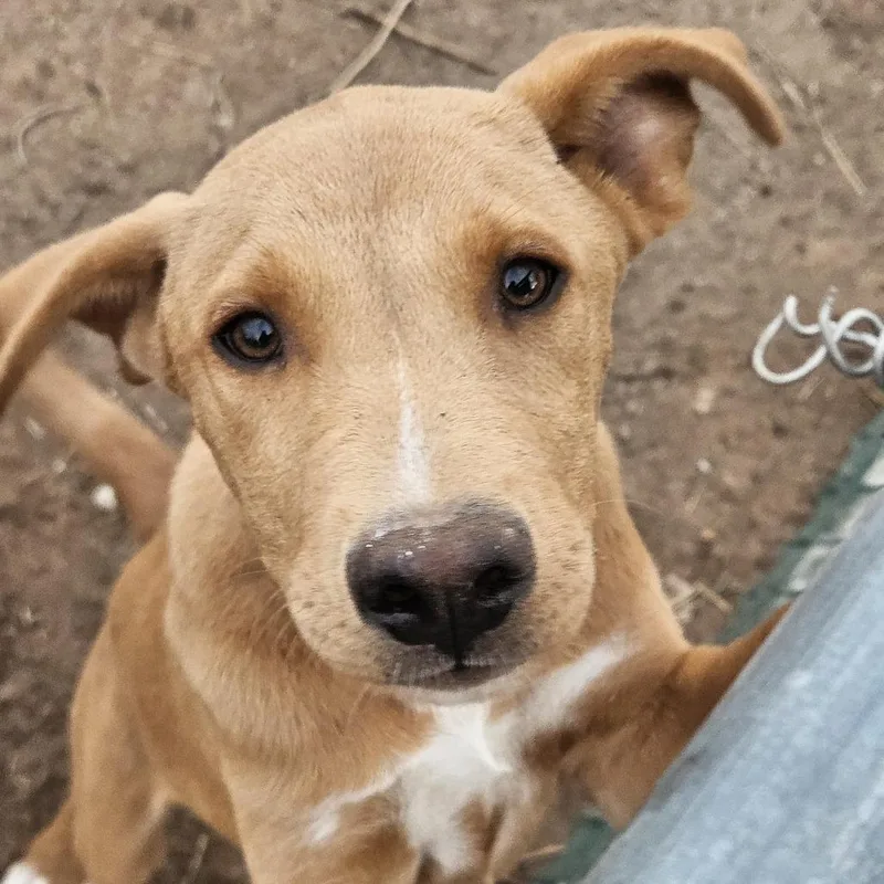 A baby small-sized female Yellow / Tan / Blond / Fawn Black Mouth Cur dog named Riley for adoption in Odessa, TX