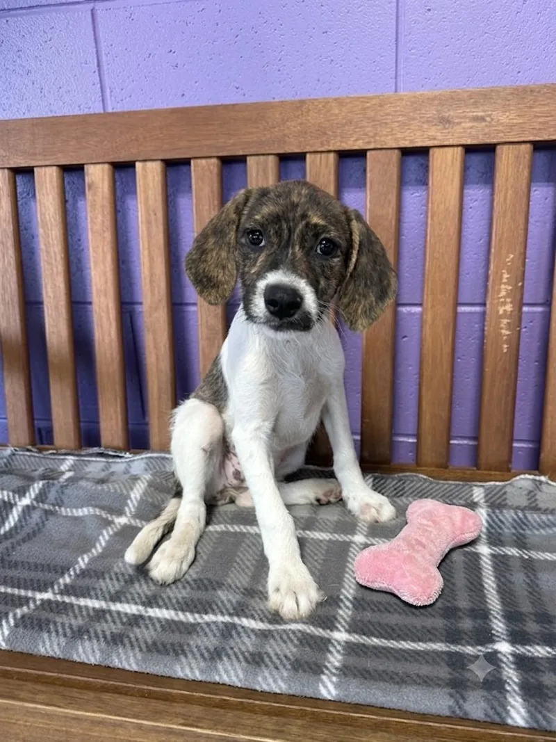 A baby medium-sized female Hound dog named Penny for adoption in North Prairie, WI