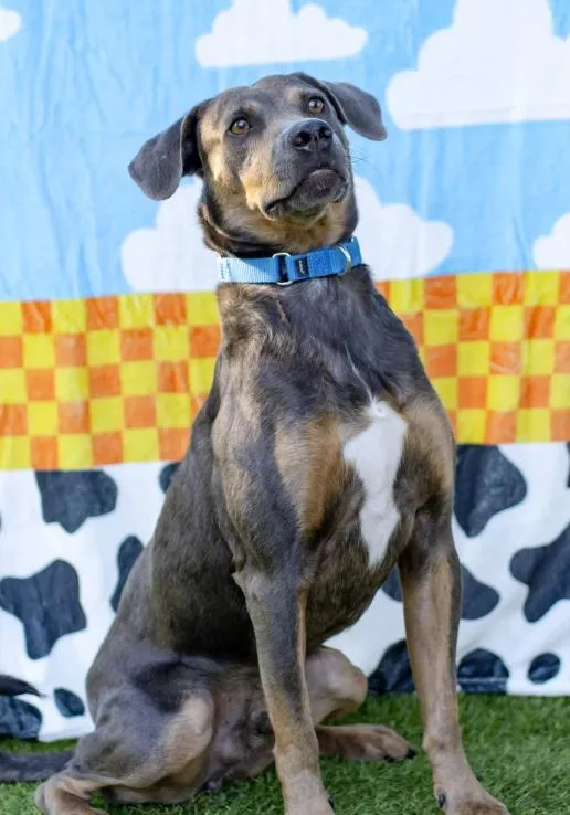 An adult large-sized male Mixed Breed dog named Hao'oli for adoption in Suffield, CT