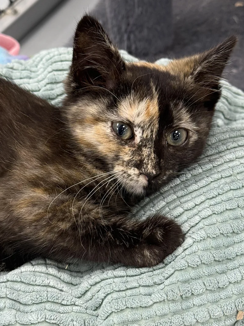 A baby small-sized female Domestic Short Hair cat named Bluebell for adoption in Mount Pleasant, IA