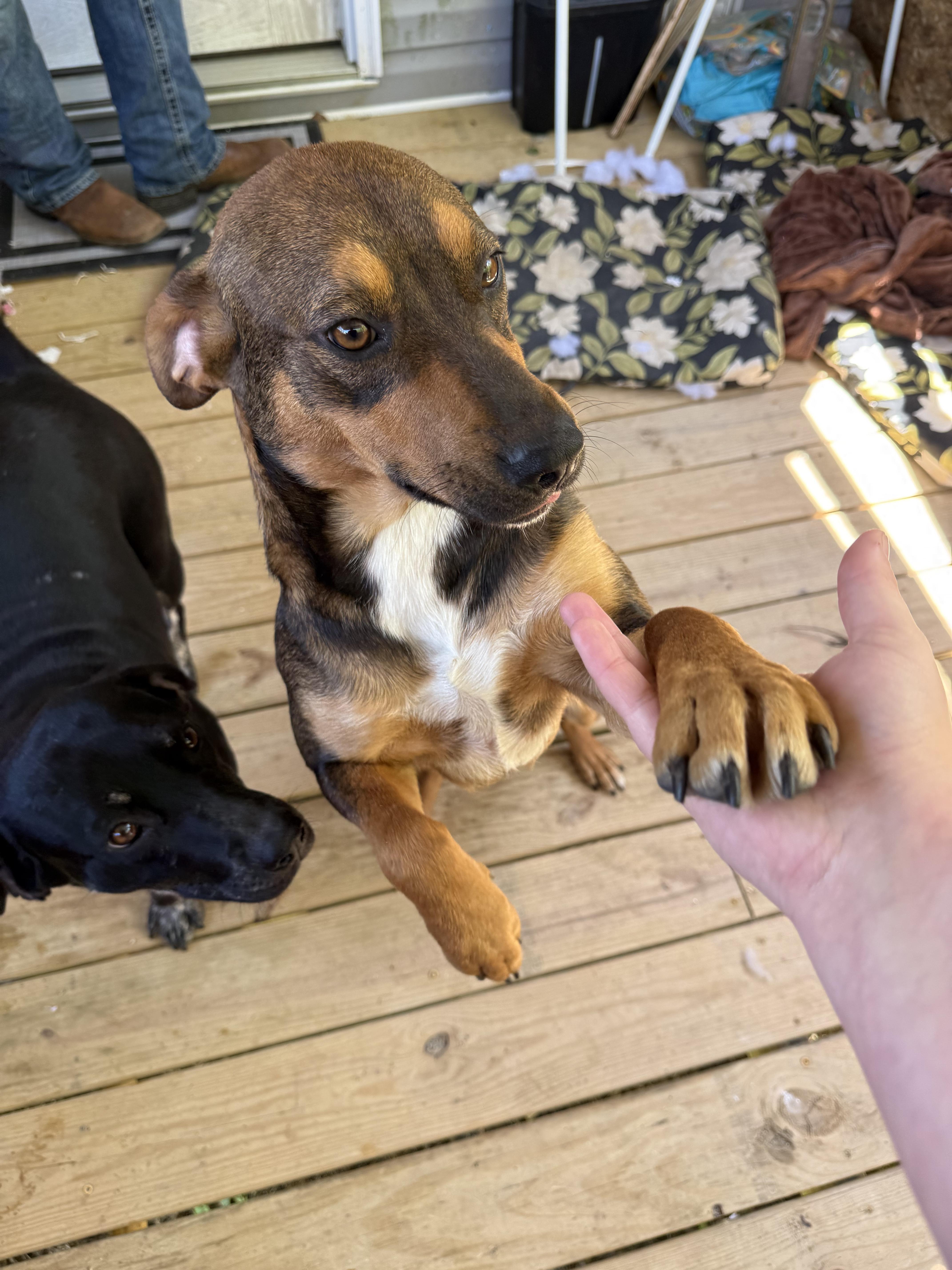 A young medium-sized male Coonhound dog named Bandit for adoption in Plano, TX