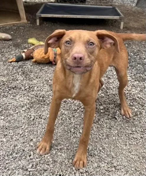 A baby medium-sized male Hound dog named Rocky for adoption in Rutherfordton, NC