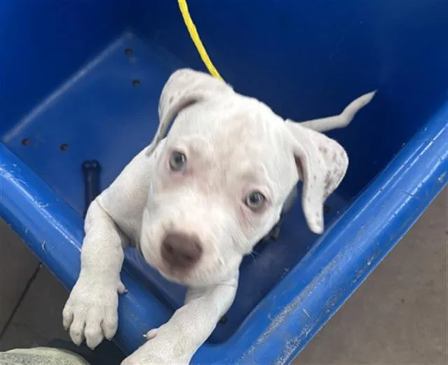A baby large-sized female Mixed Breed dog named Princess for adoption in Dallas, TX