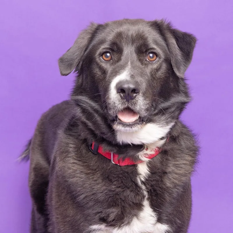 An adult medium-sized male Black Mixed Breed dog named Rylee for adoption in Franklin, TN