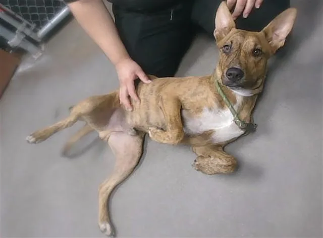 A young large-sized male Pit Bull Terrier dog named Jungle for adoption in Phoenix, AZ