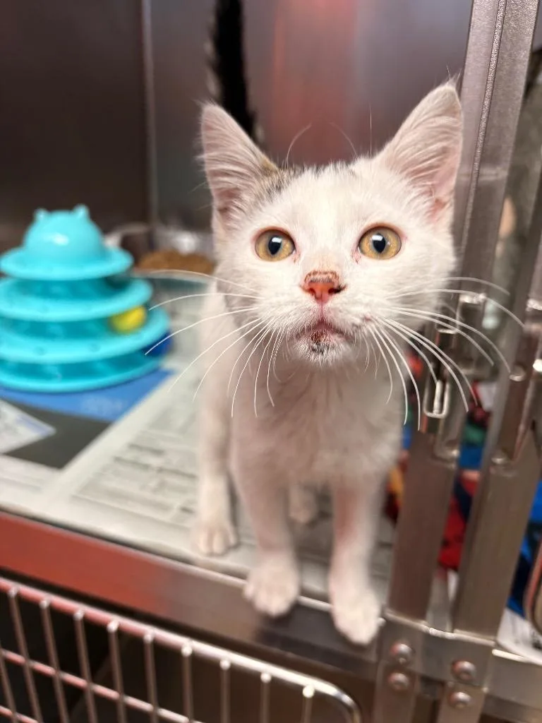 A baby large-sized female Domestic Short Hair cat named Tinkerbell for adoption in Detroit, MI