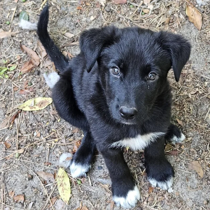 A baby medium-sized male Black Shepherd dog named Jabba for adoption in Columbia, SC