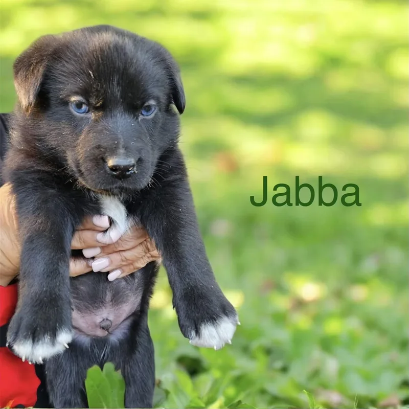 Jabba thumbnail 2