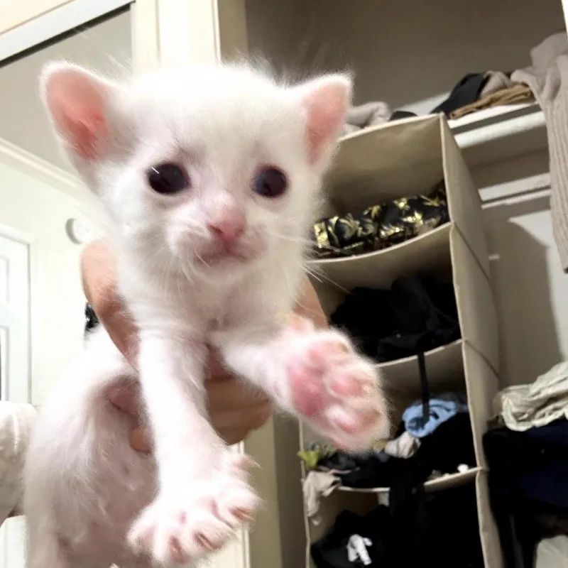 A baby small-sized male White Domestic Short Hair cat named Charlie Bucket for adoption in Long Beach, CA