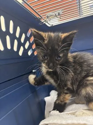 A baby medium-sized female Tortoiseshell Domestic Short Hair cat named Pumpkin Seed for adoption in Charleston, SC