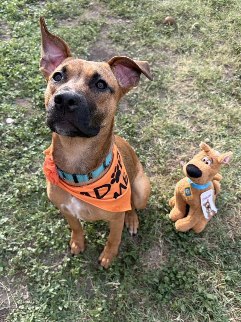 Scooby