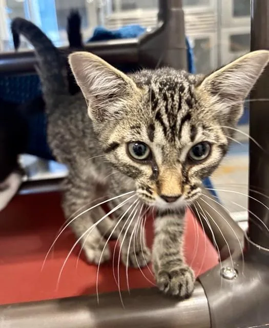 A baby medium-sized male Domestic Short Hair cat named Blue Berry for adoption in Kalamazoo, MI