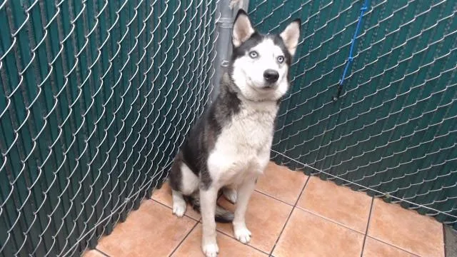 A young medium-sized female Siberian Husky dog named Astra for adoption in Downey, CA