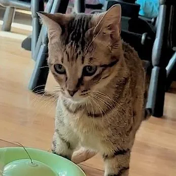An adult medium-sized female Buff / Tan / Fawn Domestic Short Hair cat named Sweet Caroline for adoption in Wichita, KS