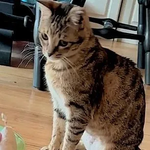 Sweet Caroline thumbnail 2