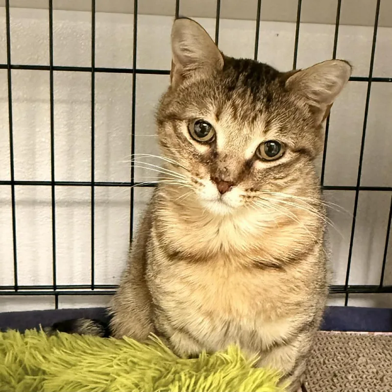 Sweet Caroline thumbnail 4