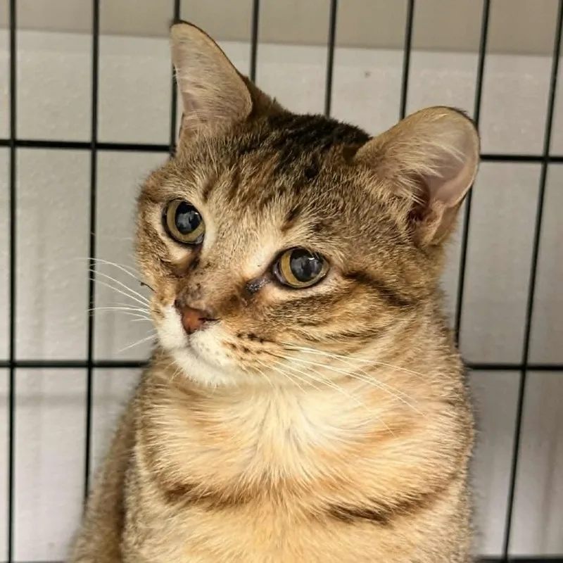 Sweet Caroline thumbnail 5