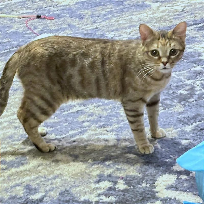 Sweet Caroline thumbnail 6