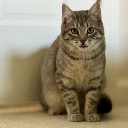 A young medium-sized female Domestic Short Hair cat named Lottie for adoption in Normal, IL