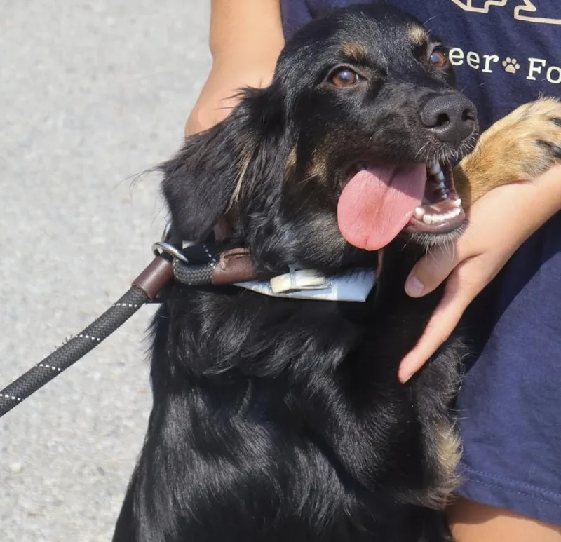 Prada thumbnail 2