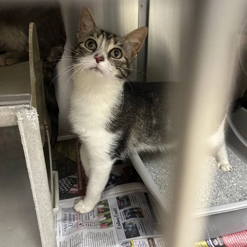 A young medium-sized female Gray / Blue / Silver Domestic Short Hair cat named Carlie for adoption in Roxboro, NC