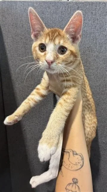 A baby small-sized male Domestic Short Hair cat named Roo for adoption in San Bernardino, CA