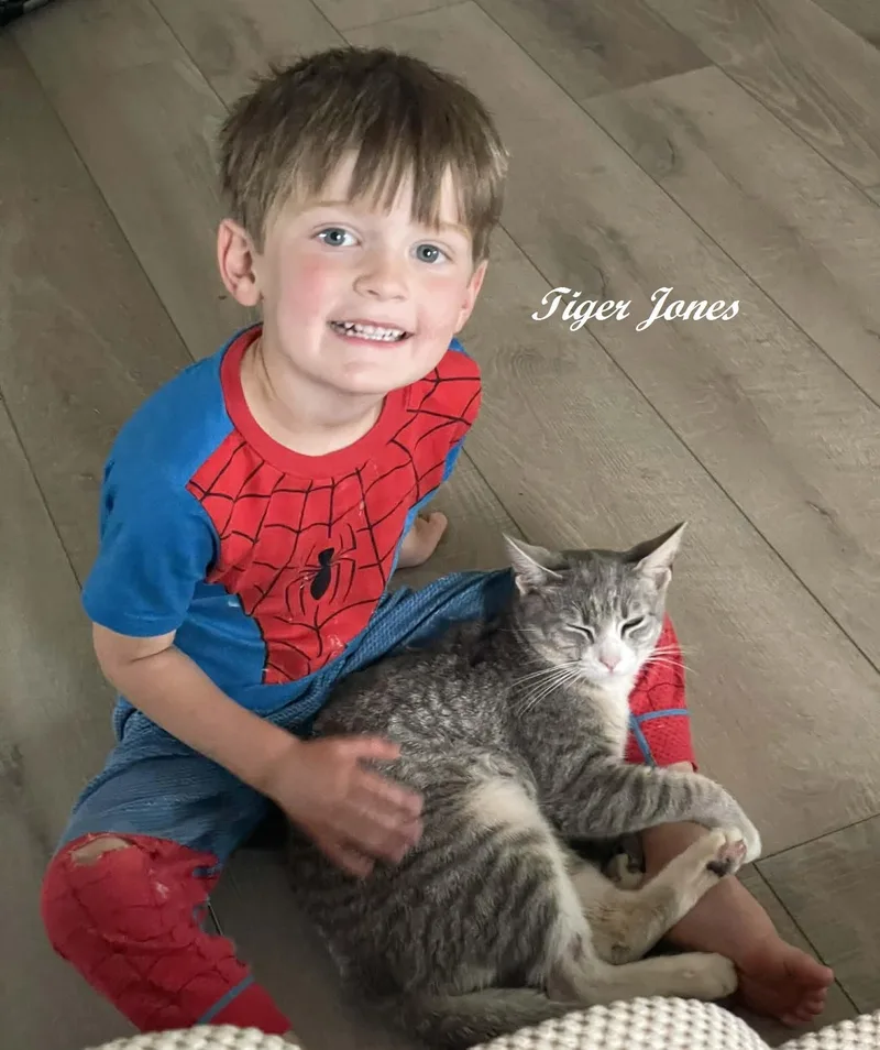 A young medium-sized male Tabby (Gray / Blue / Silver) Tabby cat named Tiger Jones for adoption in Southern Pines, NC
