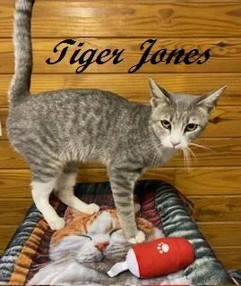 Tiger Jones thumbnail 3