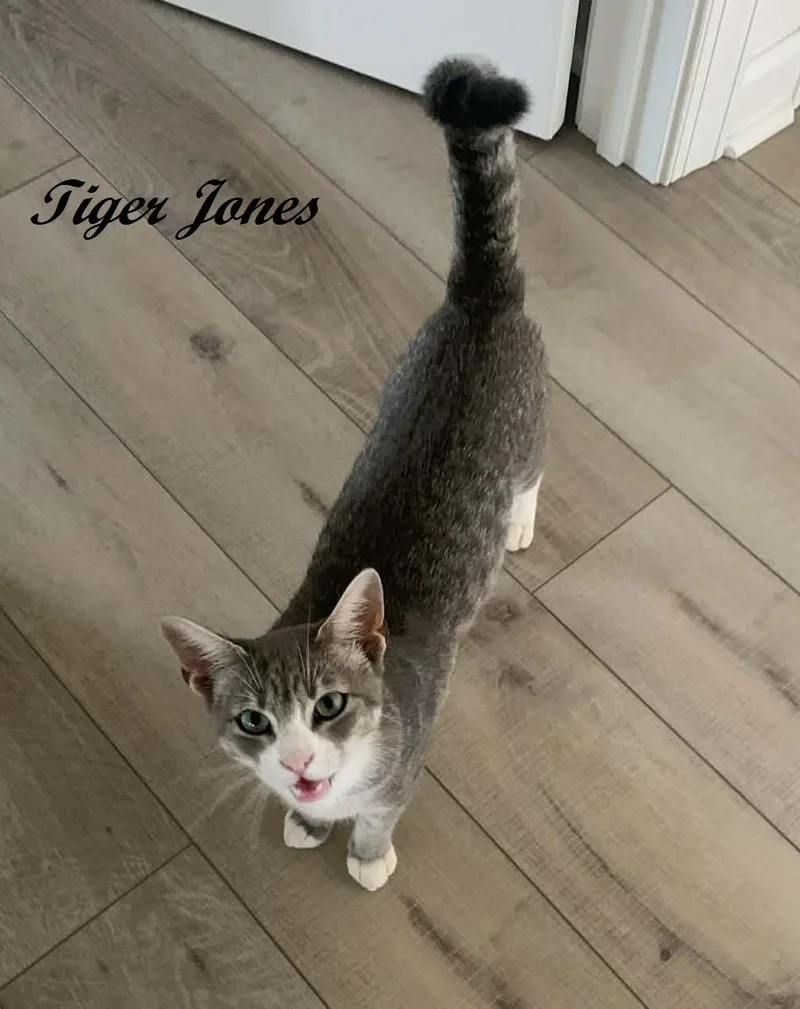 Tiger Jones thumbnail 5