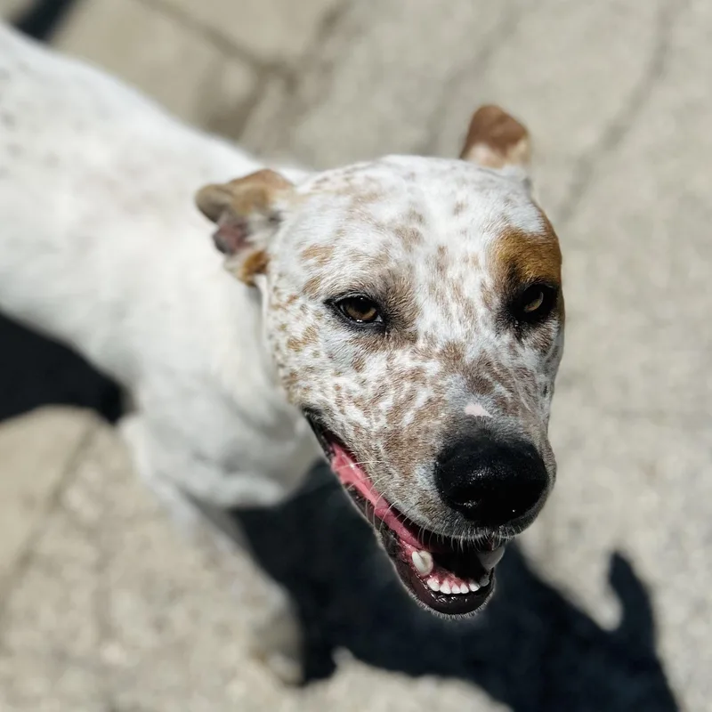 A young medium-sized male Red / Chestnut / Orange Australian Cattle Dog / Blue Heeler dog named Woody for adoption in Seguin, TX