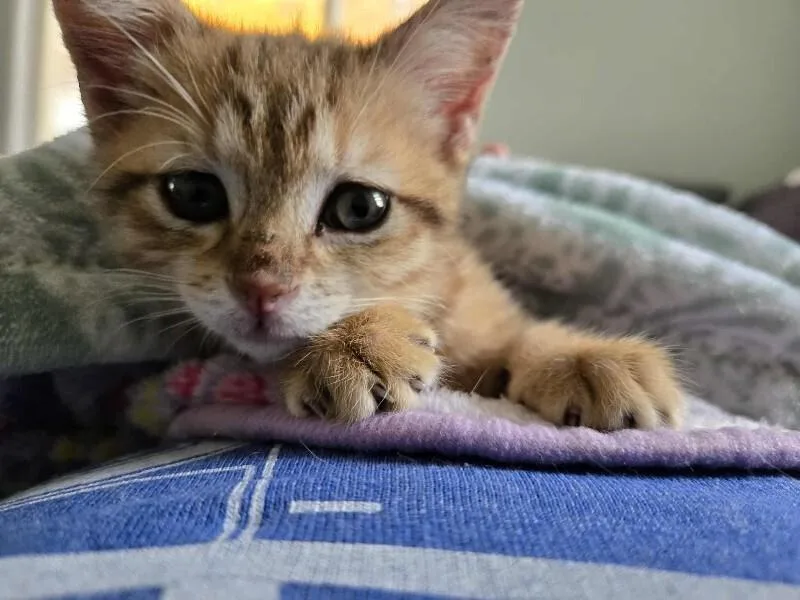 A young medium-sized female Tabby (Buff / Tan / Fawn) Domestic Short Hair cat named Hestia for adoption in Adrian, MI