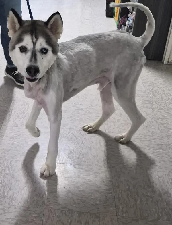 An adult large-sized male Siberian Husky dog named Smokey for adoption in Morristown, TN