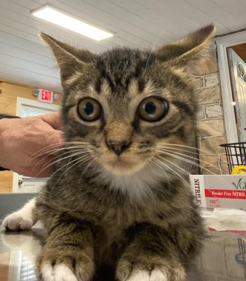 A baby medium-sized male Domestic Short Hair cat named Brayden for adoption in Cumming, GA