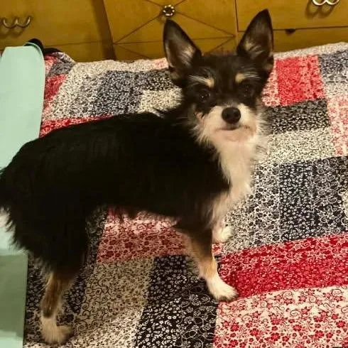 An adult small-sized female Black Mixed Breed dog named Leela for adoption in Troy, IL