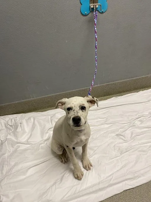 A baby small-sized male Pit Bull Terrier dog named Chip for adoption in Las Vegas, NV