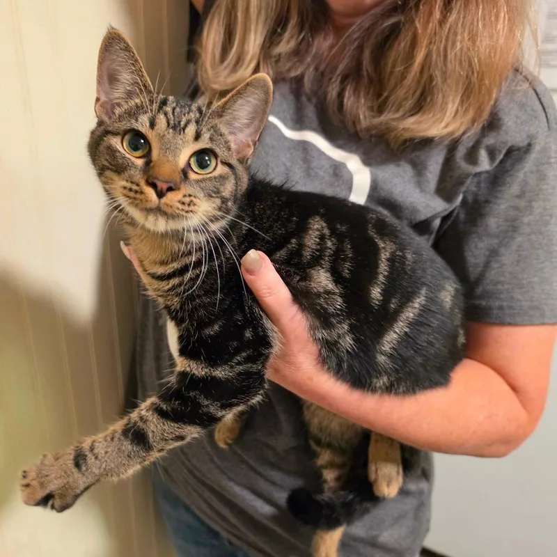 A baby small-sized male Domestic Short Hair cat named Bryson for adoption in Sequatchie, TN