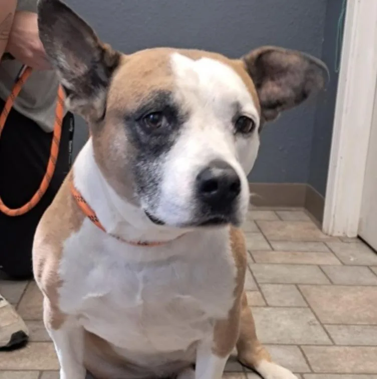 An adult medium-sized female Pit Bull Terrier dog named Petra for adoption in Hollister, MO