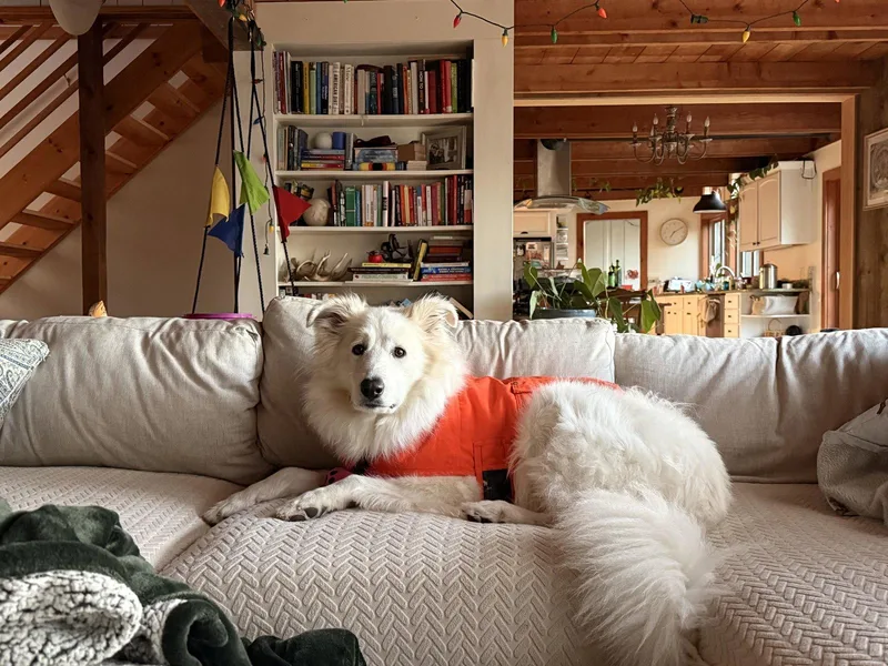 Indy  In Maine thumbnail 3