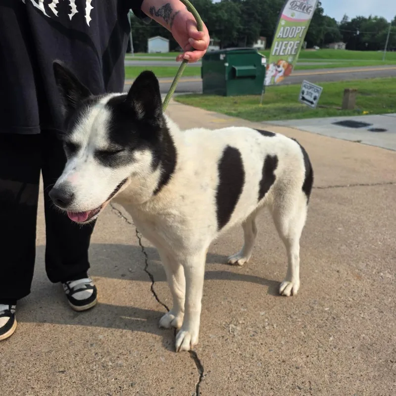 An adult medium-sized female White / Cream Mixed Breed dog named Emily for adoption in Denison, TX