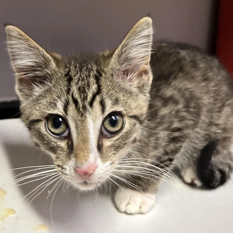 A baby small-sized male Gray / Blue / Silver Domestic Short Hair cat named Bacon Bacon Bacon for adoption in Chattanooga, TN