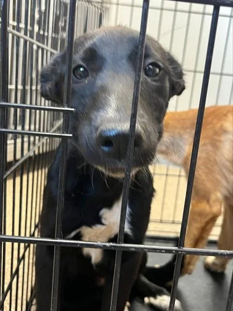 A young small-sized female German Shepherd Dog dog named Billie for adoption in Albuquerque, NM
