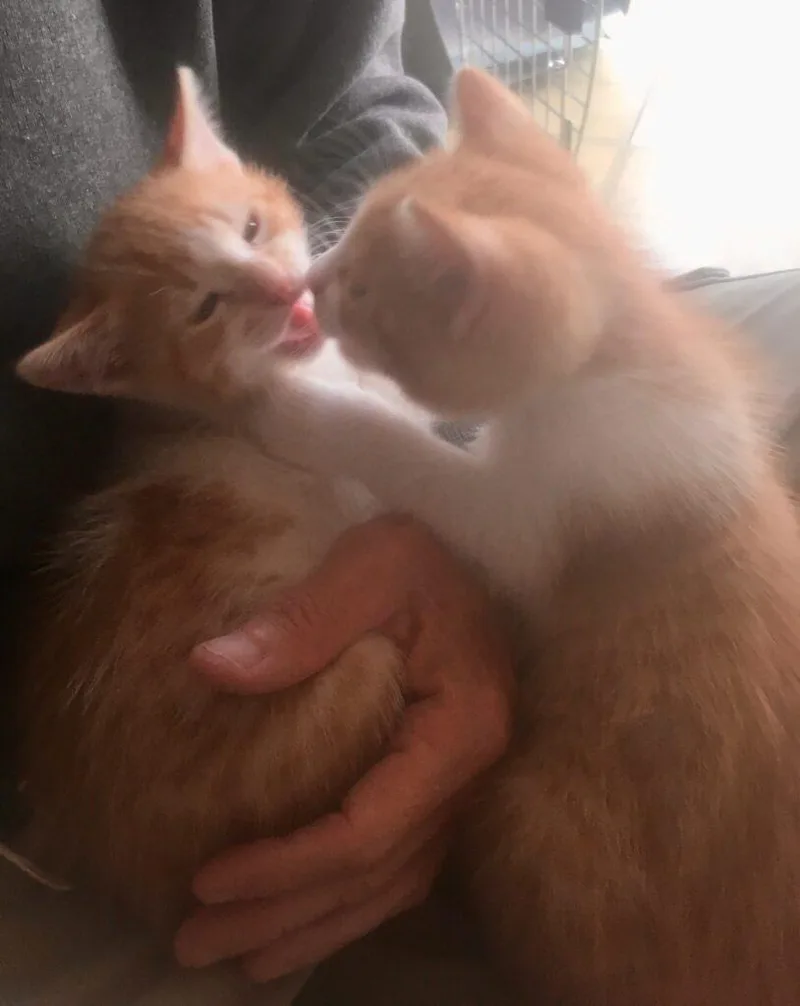 A baby small-sized male American Shorthair cat named Timmy & Tommy for adoption in Medford, MA