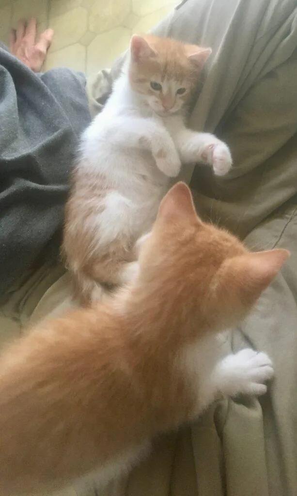 Timmy & Tommy thumbnail 2