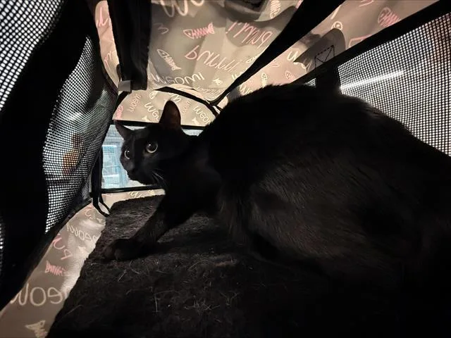 An adult medium-sized male Domestic Short Hair cat named Brawmy for adoption in Charlotte, NC