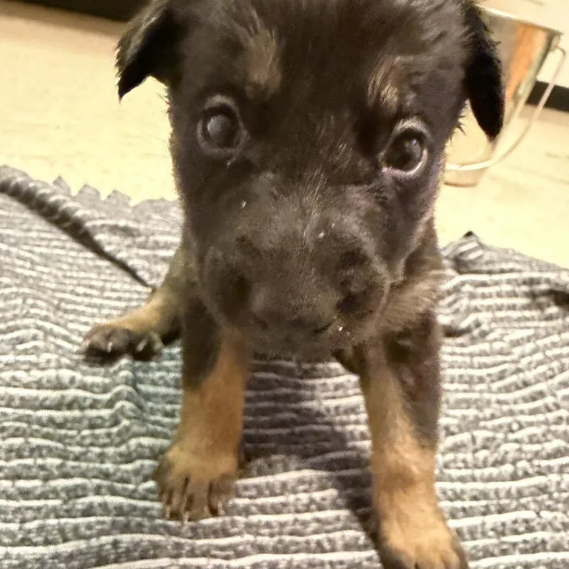 A baby small-sized female Black German Shepherd Dog dog named Mariner for adoption in Austin, TX
